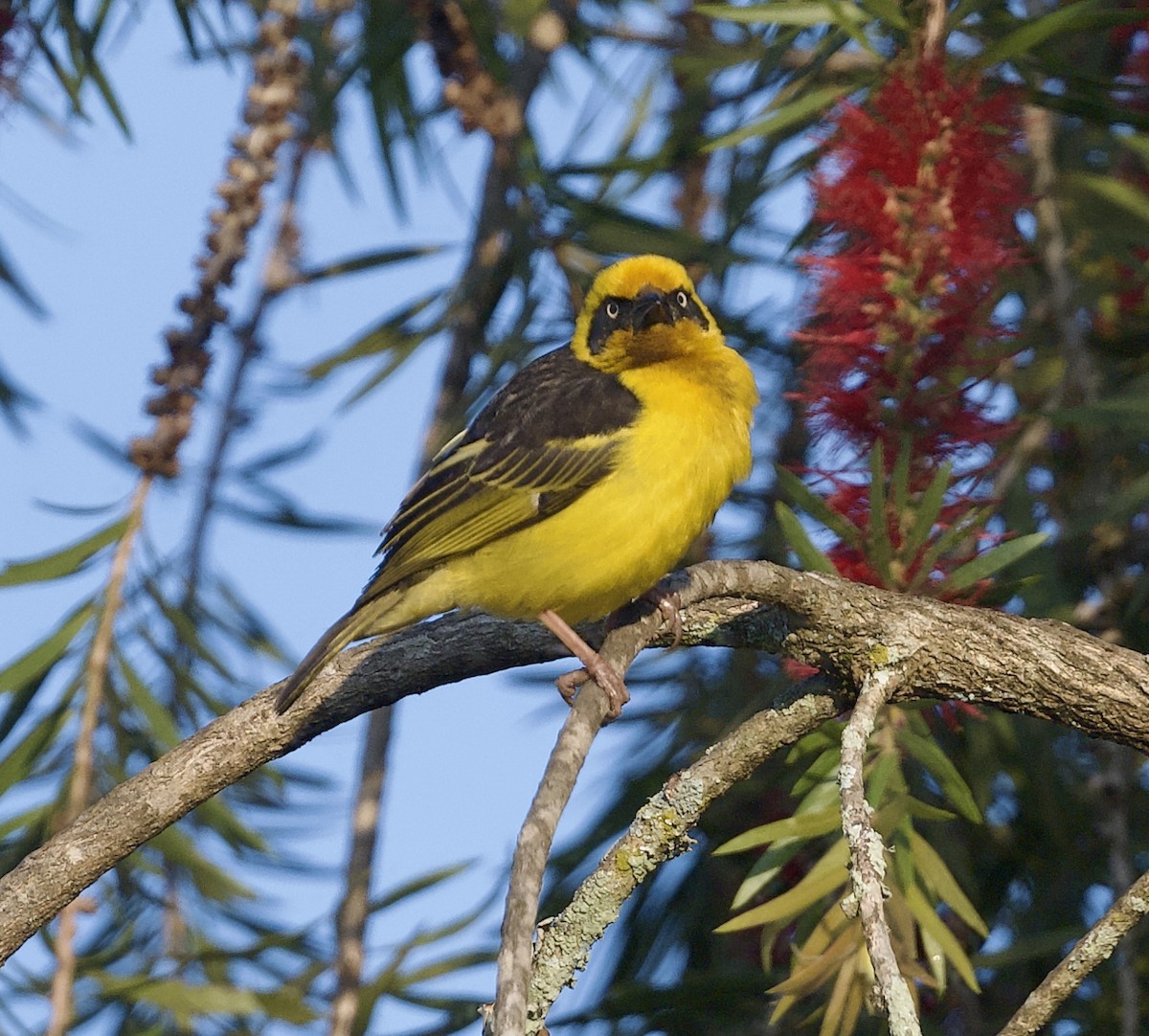 Baglafecht Weaver - Joseph Tobias