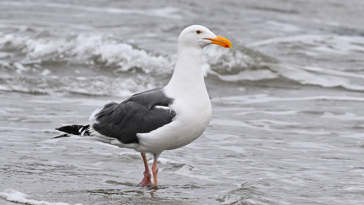 Western Gull - Steve Butterworth