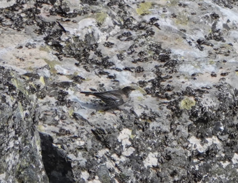 Ring Ouzel - ML625119459