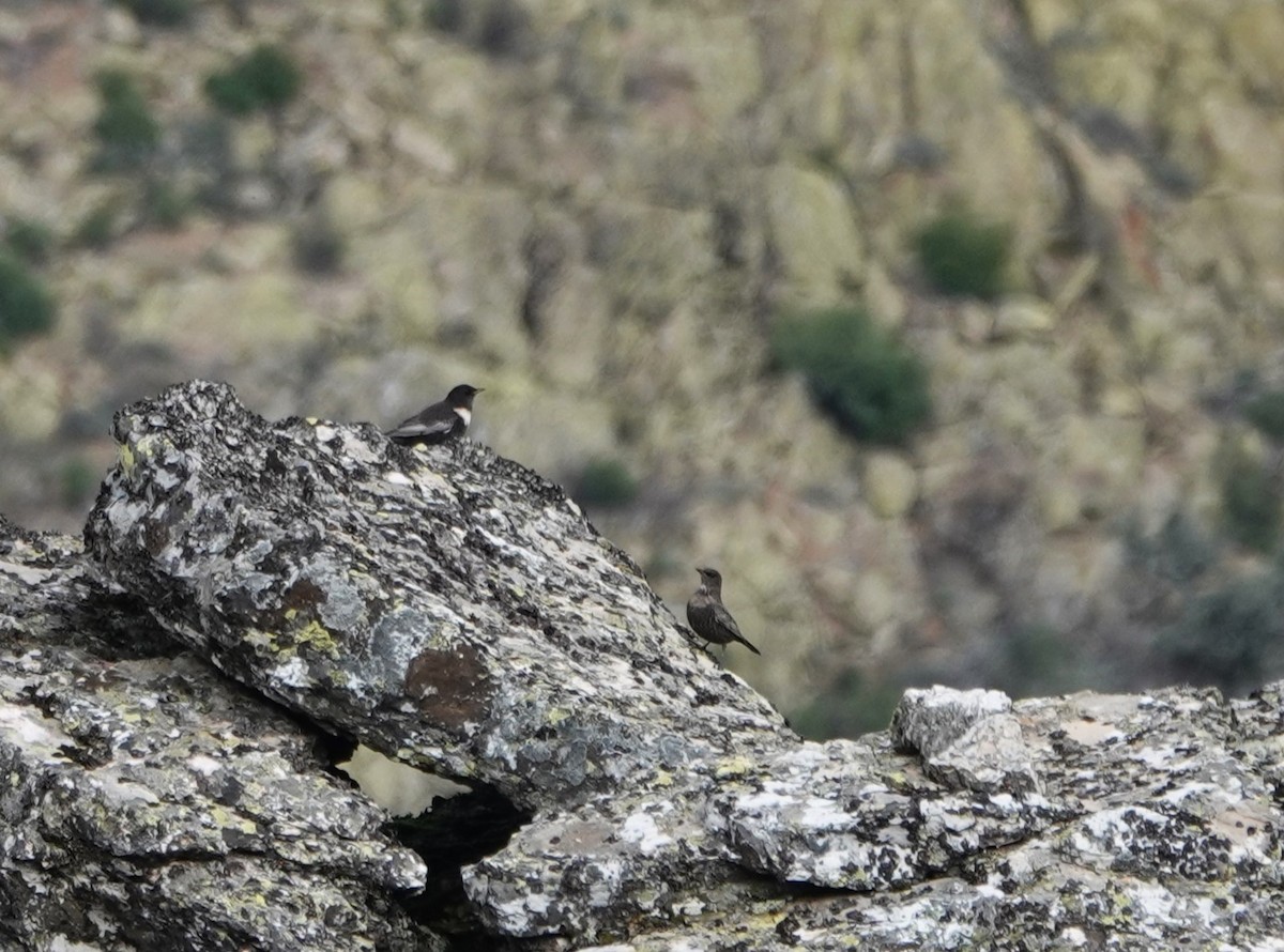 Ring Ouzel - ML625119462