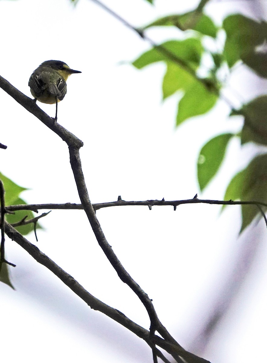 Gray-headed Tody-Flycatcher - ML625119490