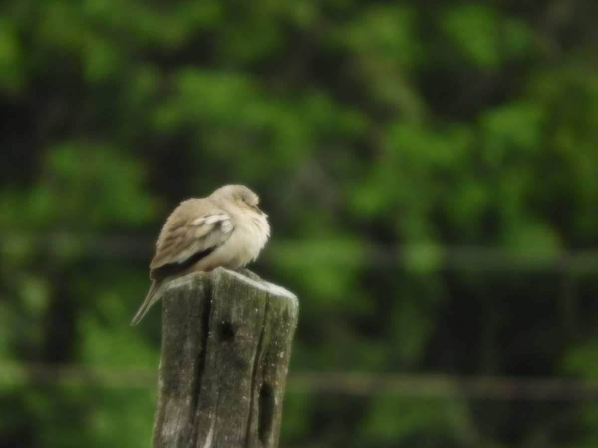 Picui Ground Dove - ML625119519