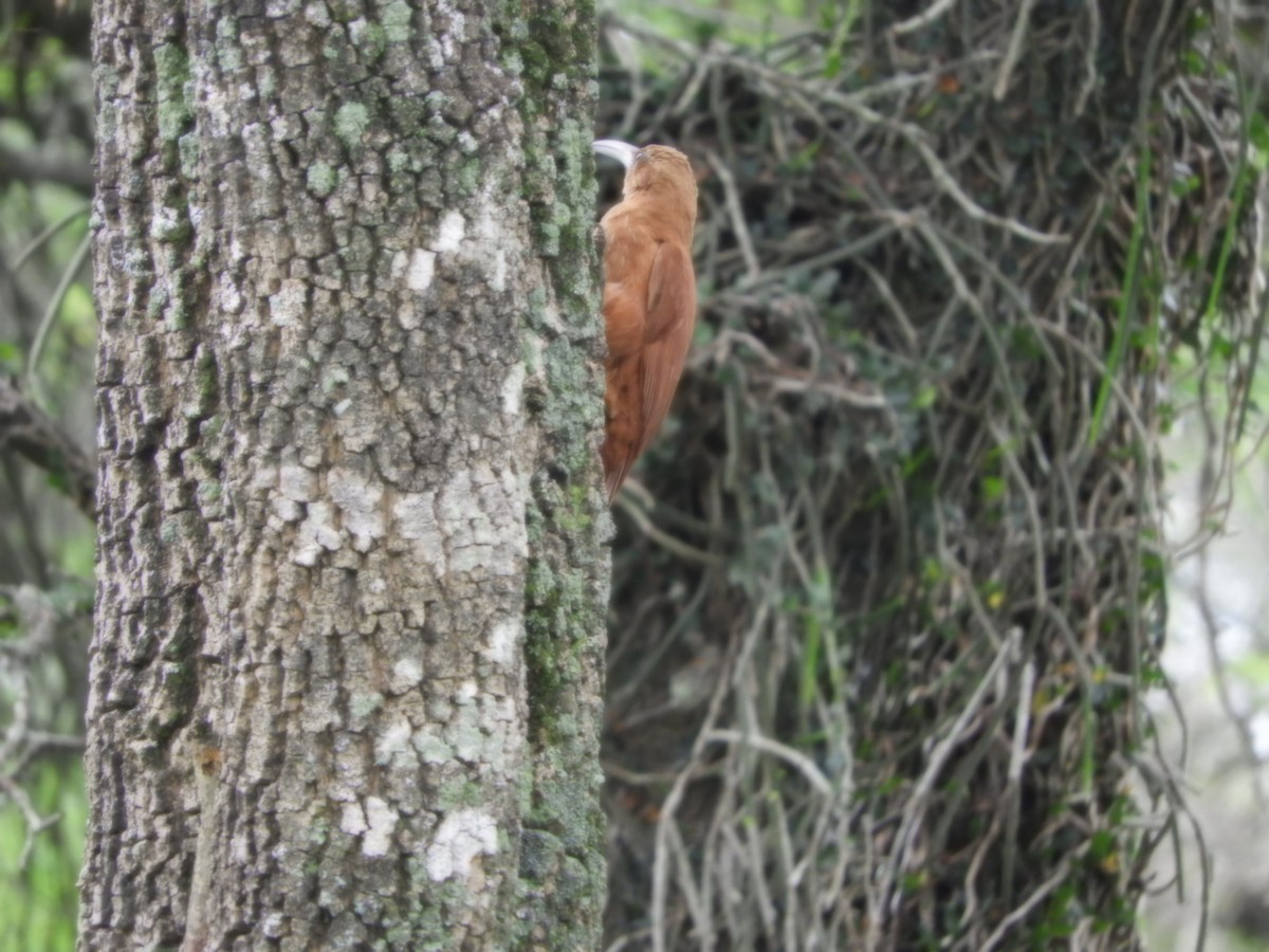 Great Rufous Woodcreeper - ML625119559