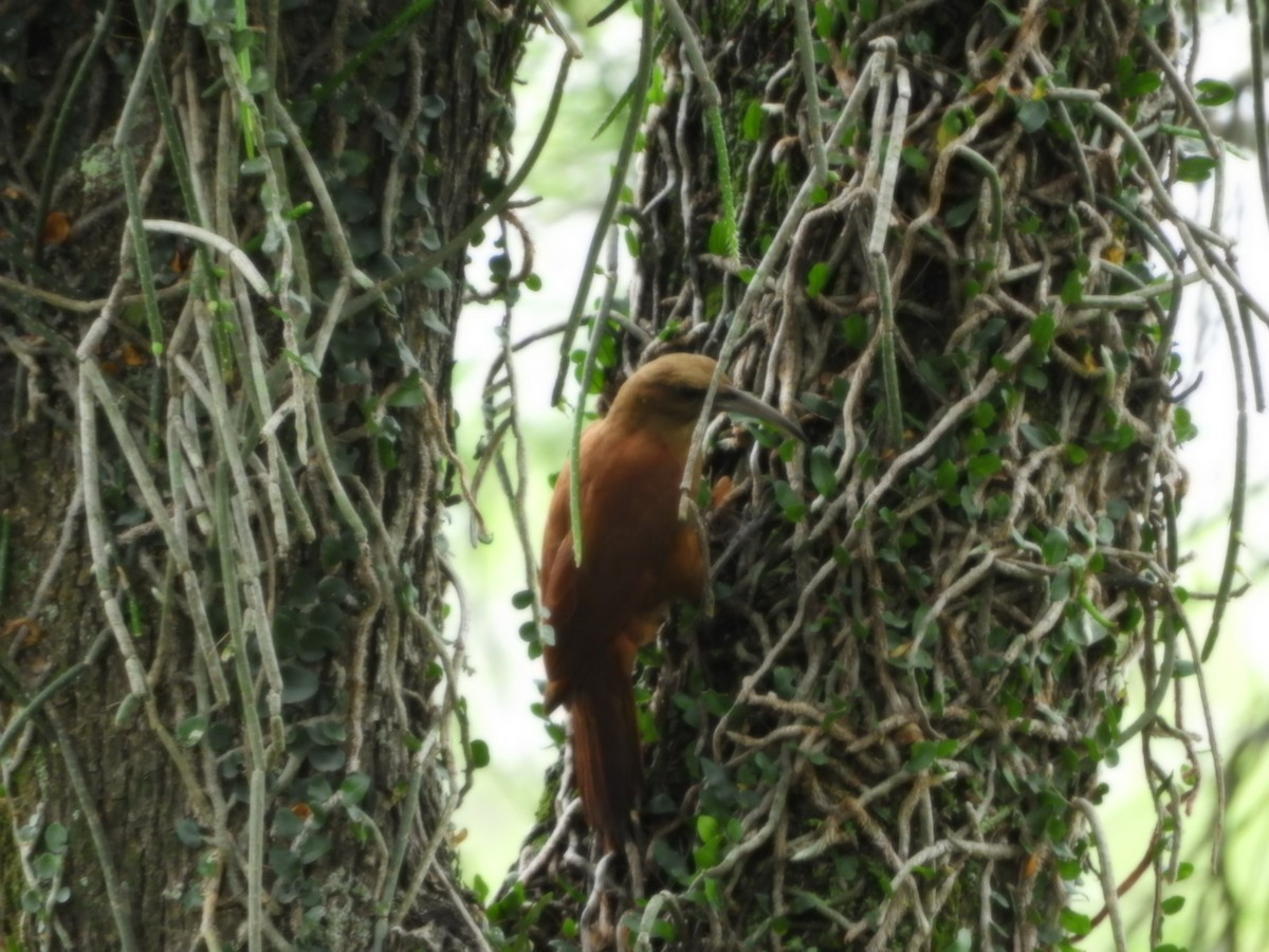 Great Rufous Woodcreeper - ML625119560