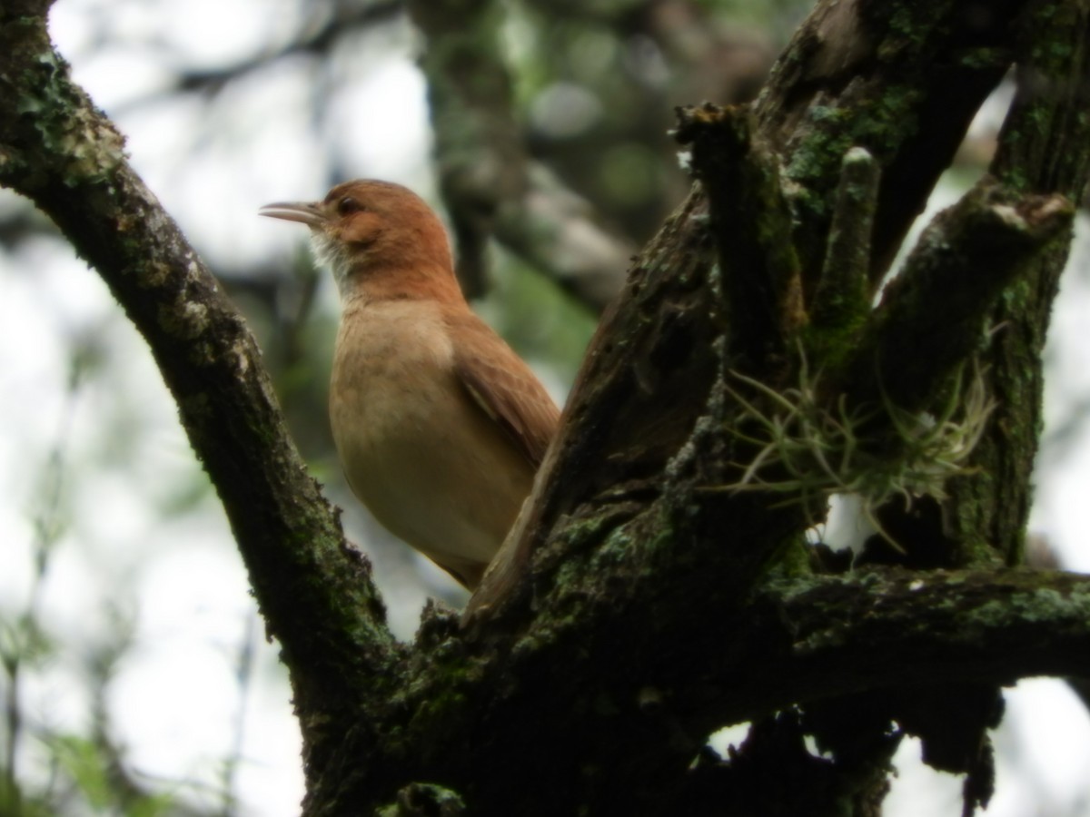 Rufous Hornero - ML625119575