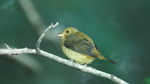 Scarlet Tanager - ML625119591