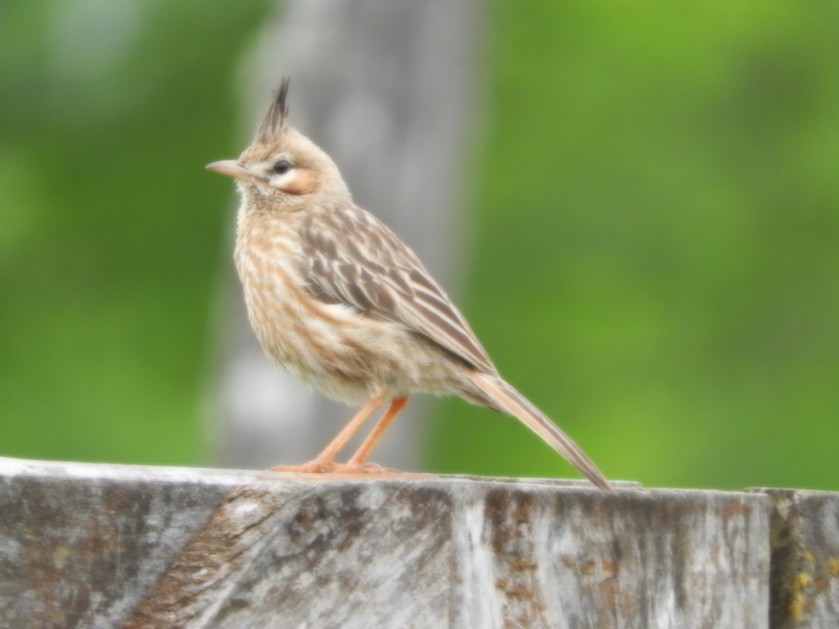 Lark-like Brushrunner - ML625119595