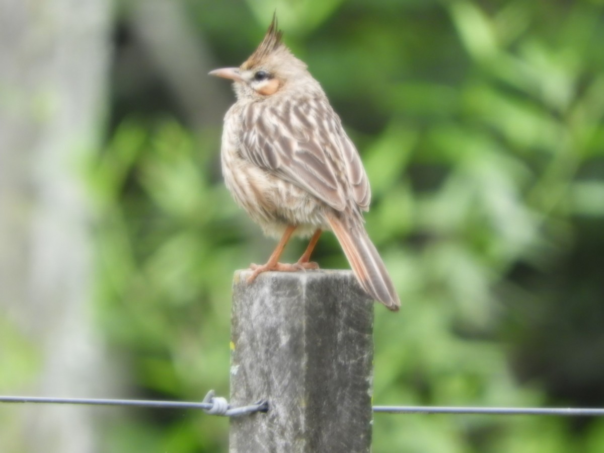 Lark-like Brushrunner - ML625119596