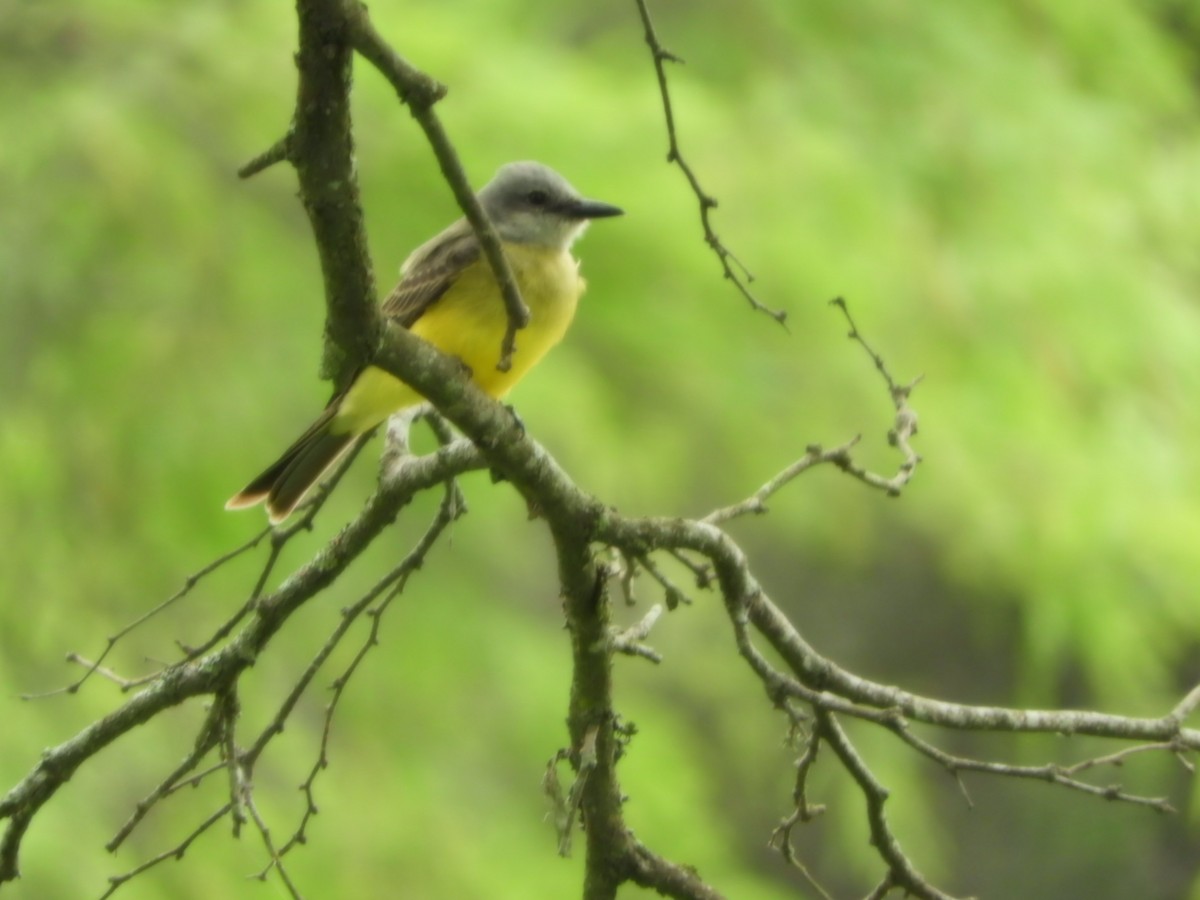 Tropical Kingbird - ML625119622