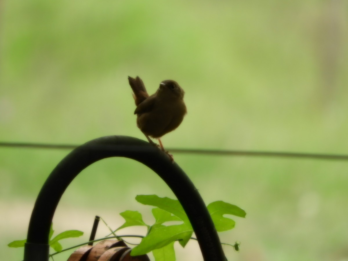 Southern House Wren - ML625119625