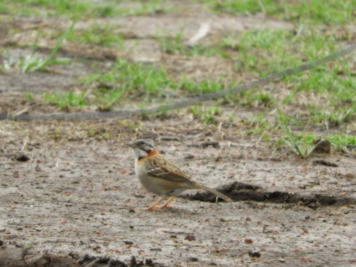 Rufous-collared Sparrow - ML625119639