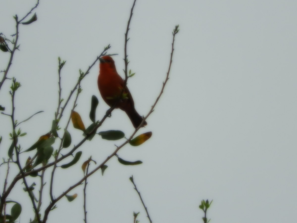 Hepatic Tanager - ML625119660