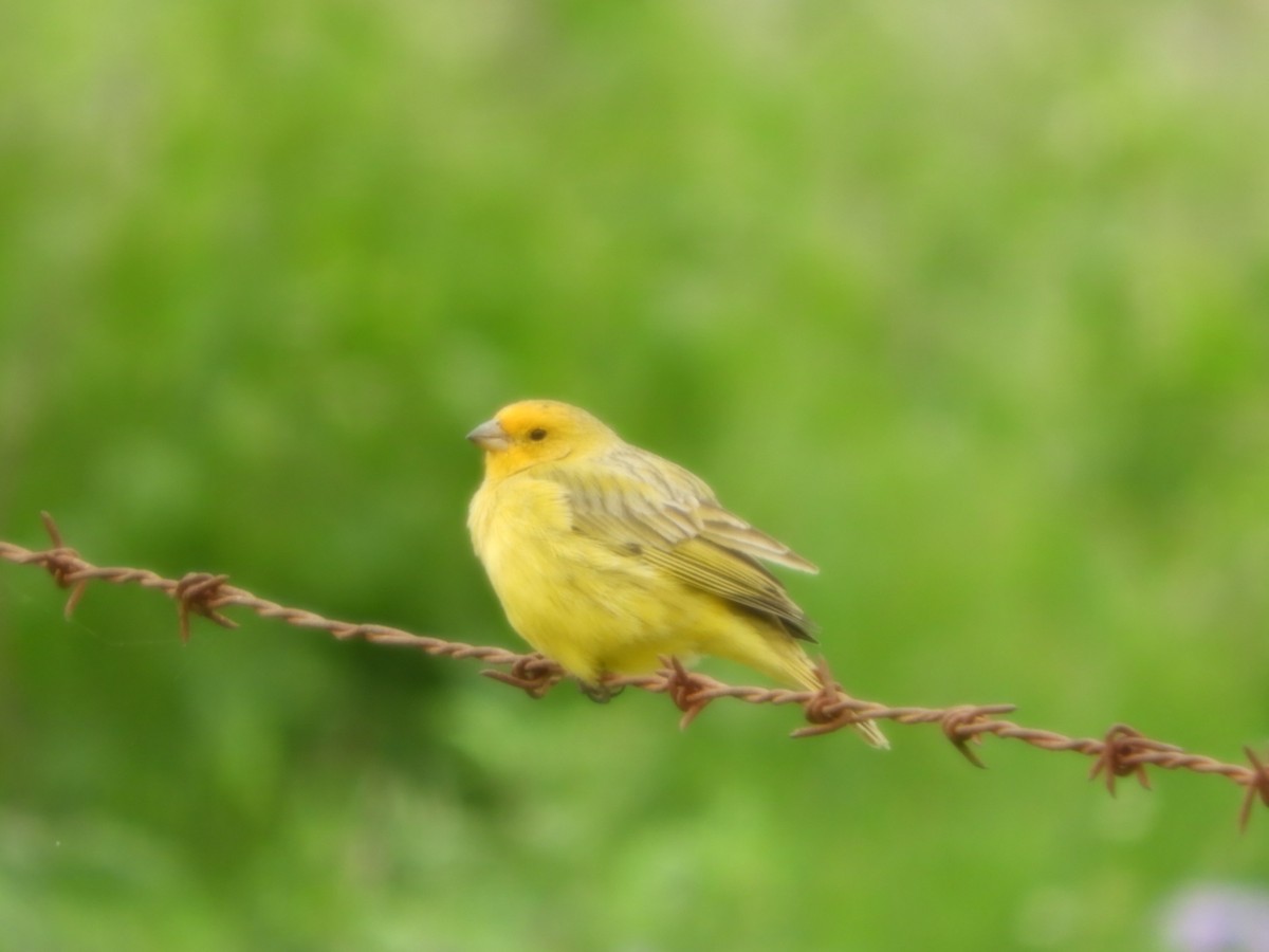 Saffron Finch - ML625119673