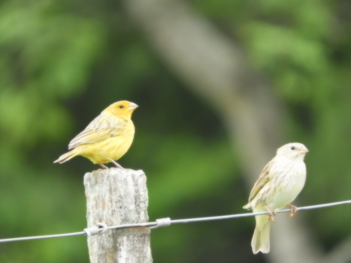 Saffron Finch - ML625119674