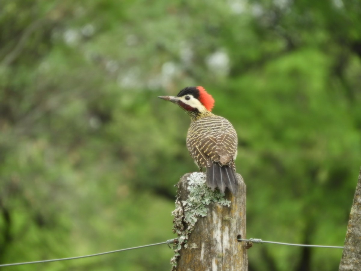 Green-barred Woodpecker - ML625119701