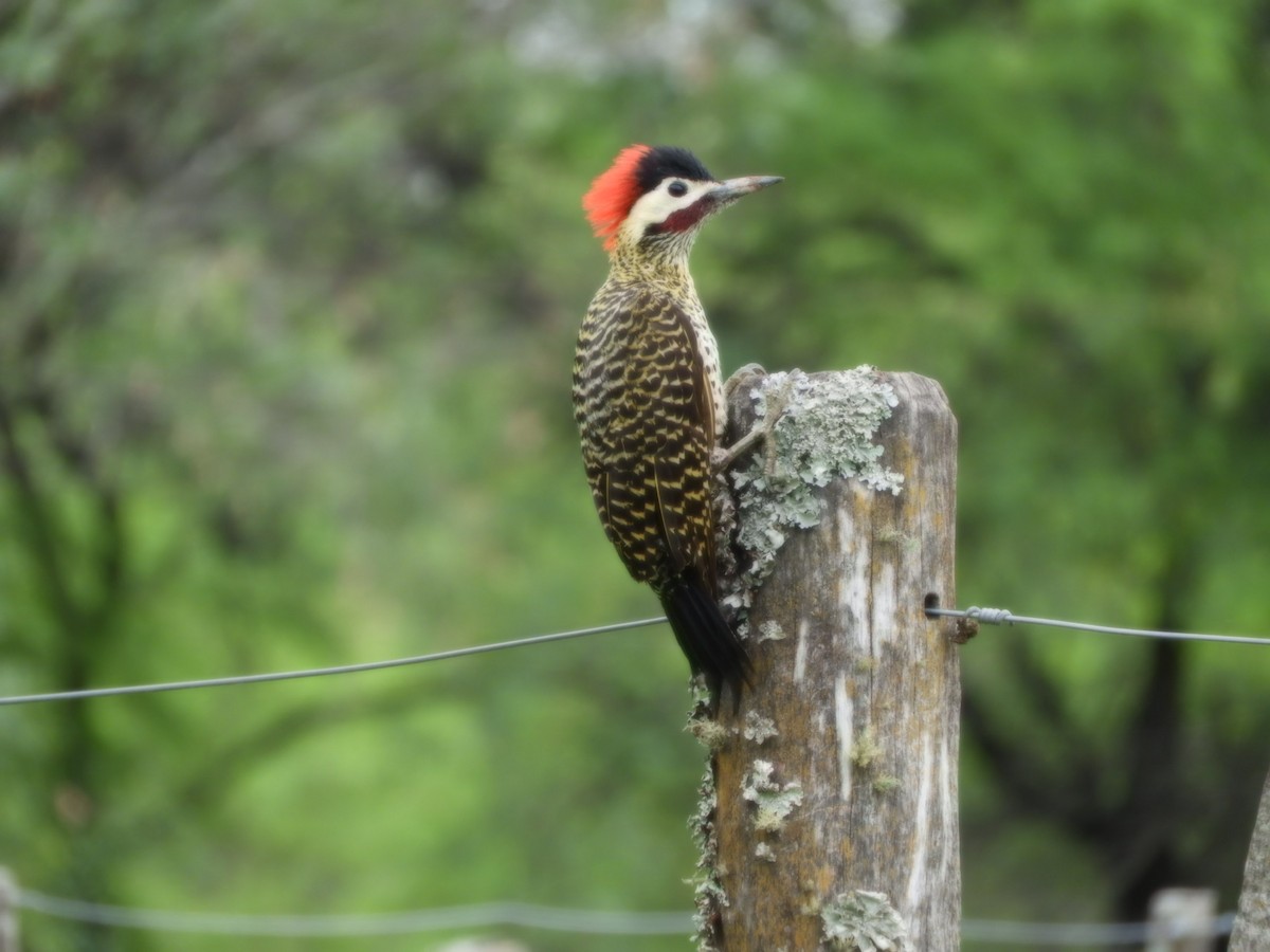 Green-barred Woodpecker - ML625119702