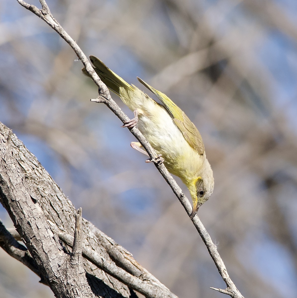 Gray-headed Honeyeater - ML625119758