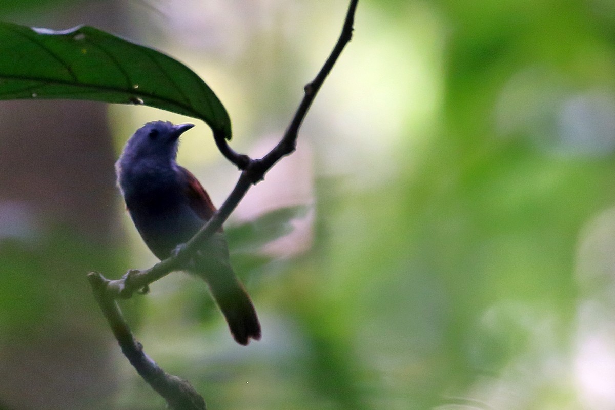 Gray-hooded Babbler - ML625119771