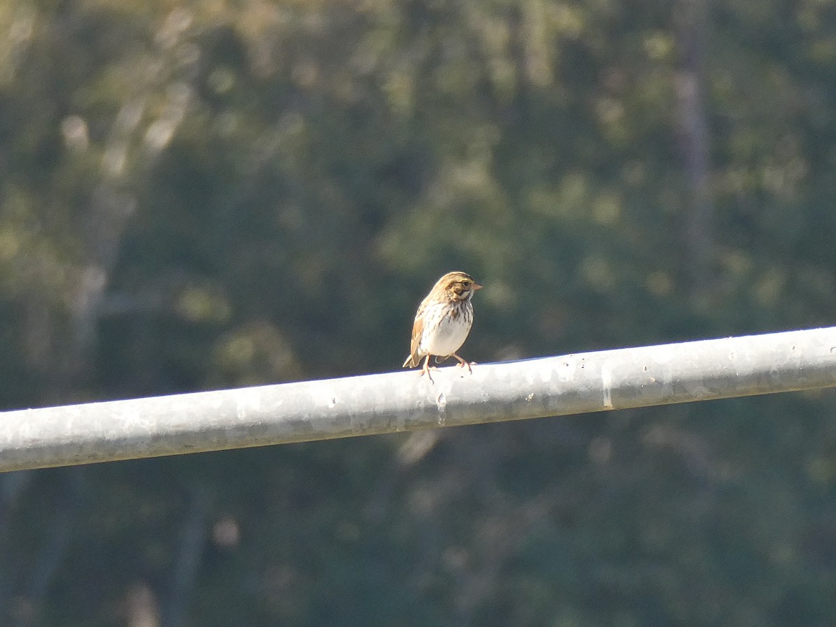 Savannah Sparrow - ML625119795