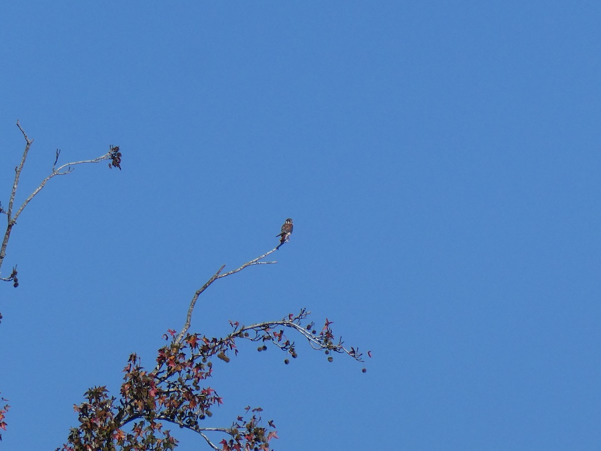 American Kestrel - ML625119809