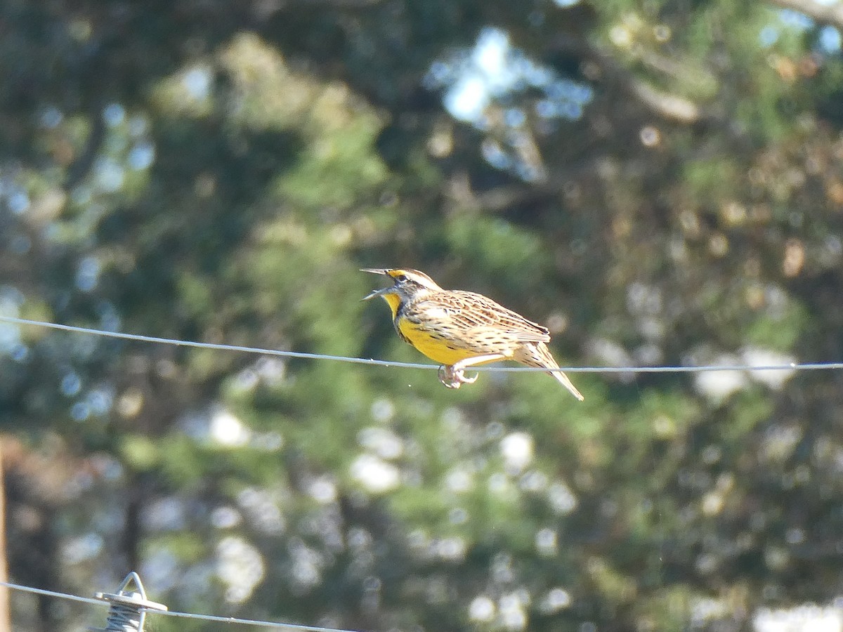 Eastern Meadowlark - ML625119830