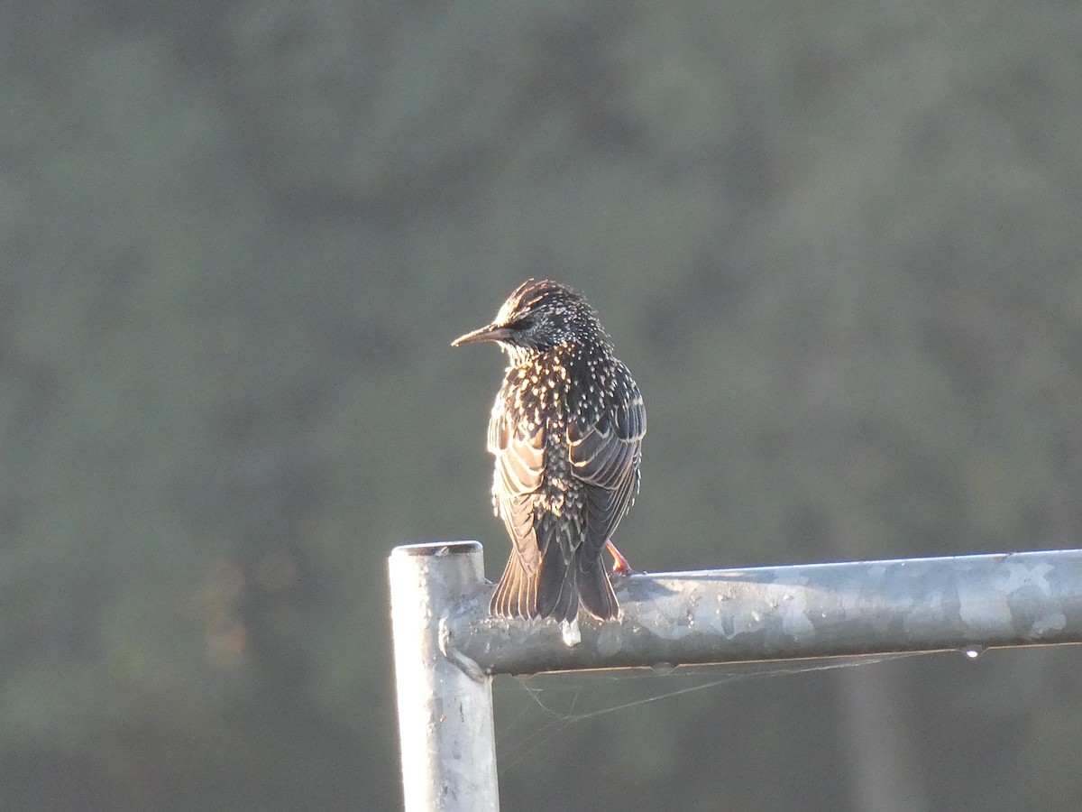 European Starling - ML625119851