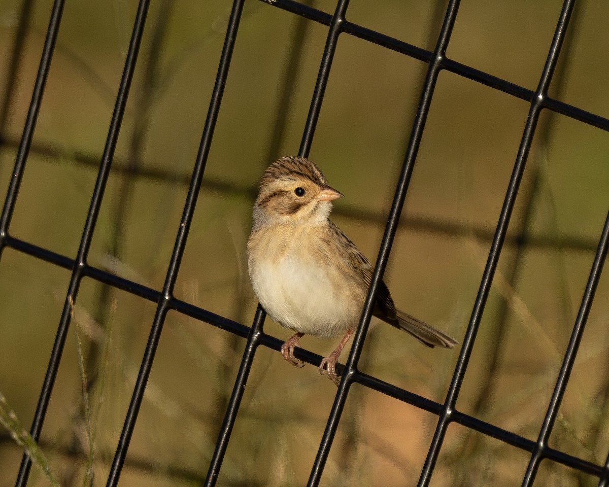 Clay-colored Sparrow - ML625119869