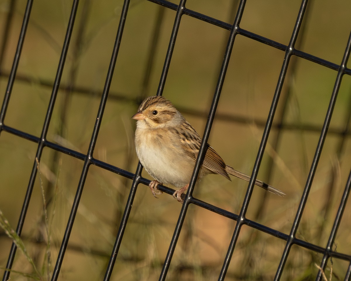 Clay-colored Sparrow - ML625119870