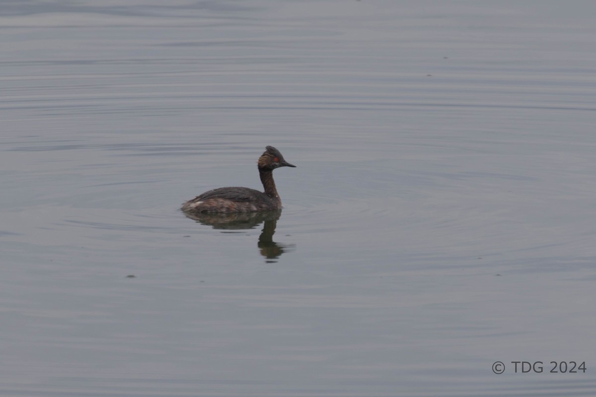 potápka černokrká - ML625119884