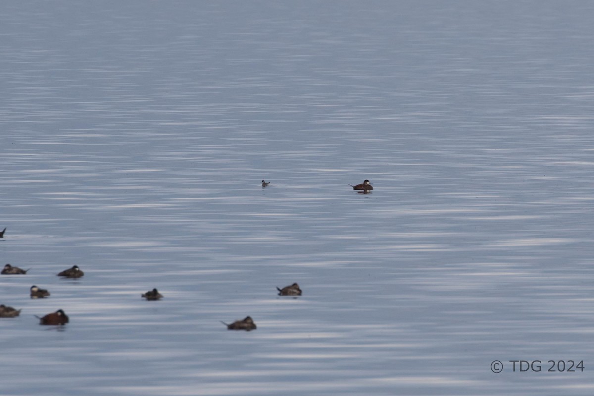 lyskonoh úzkozobý - ML625119888