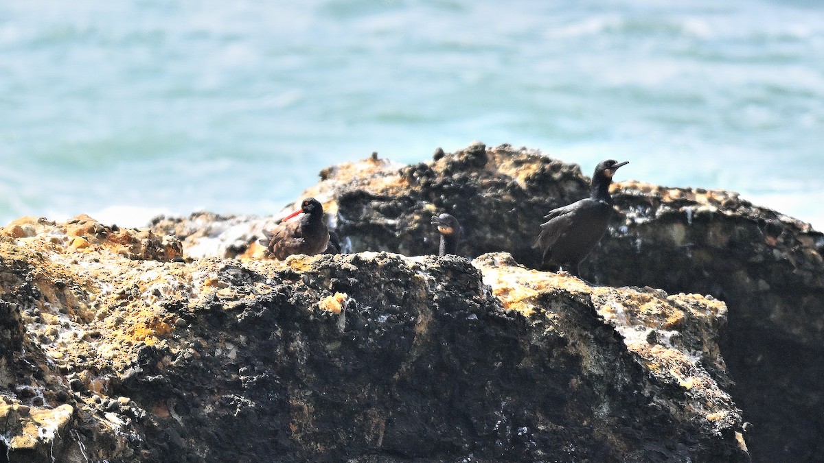 Black Oystercatcher - ML625119889