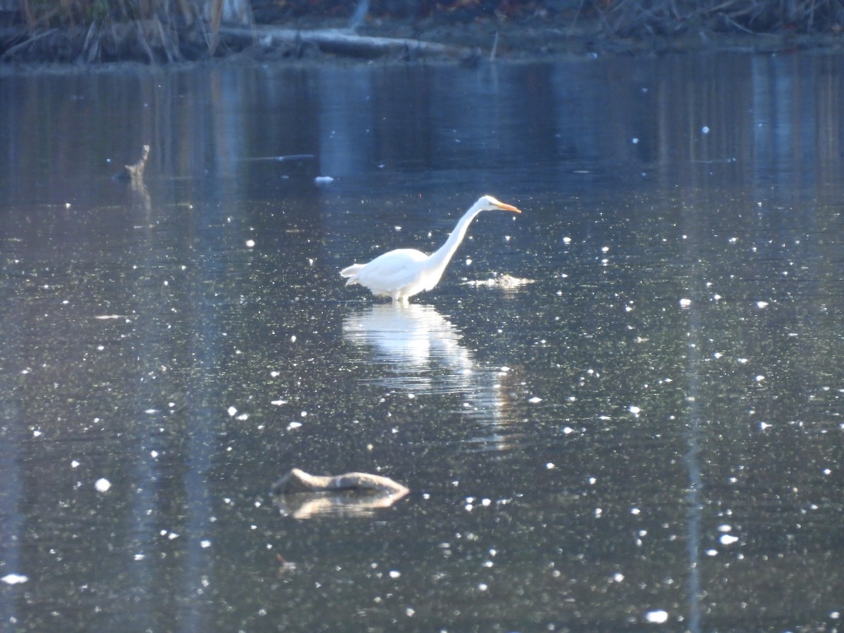Great Egret - ML625119913