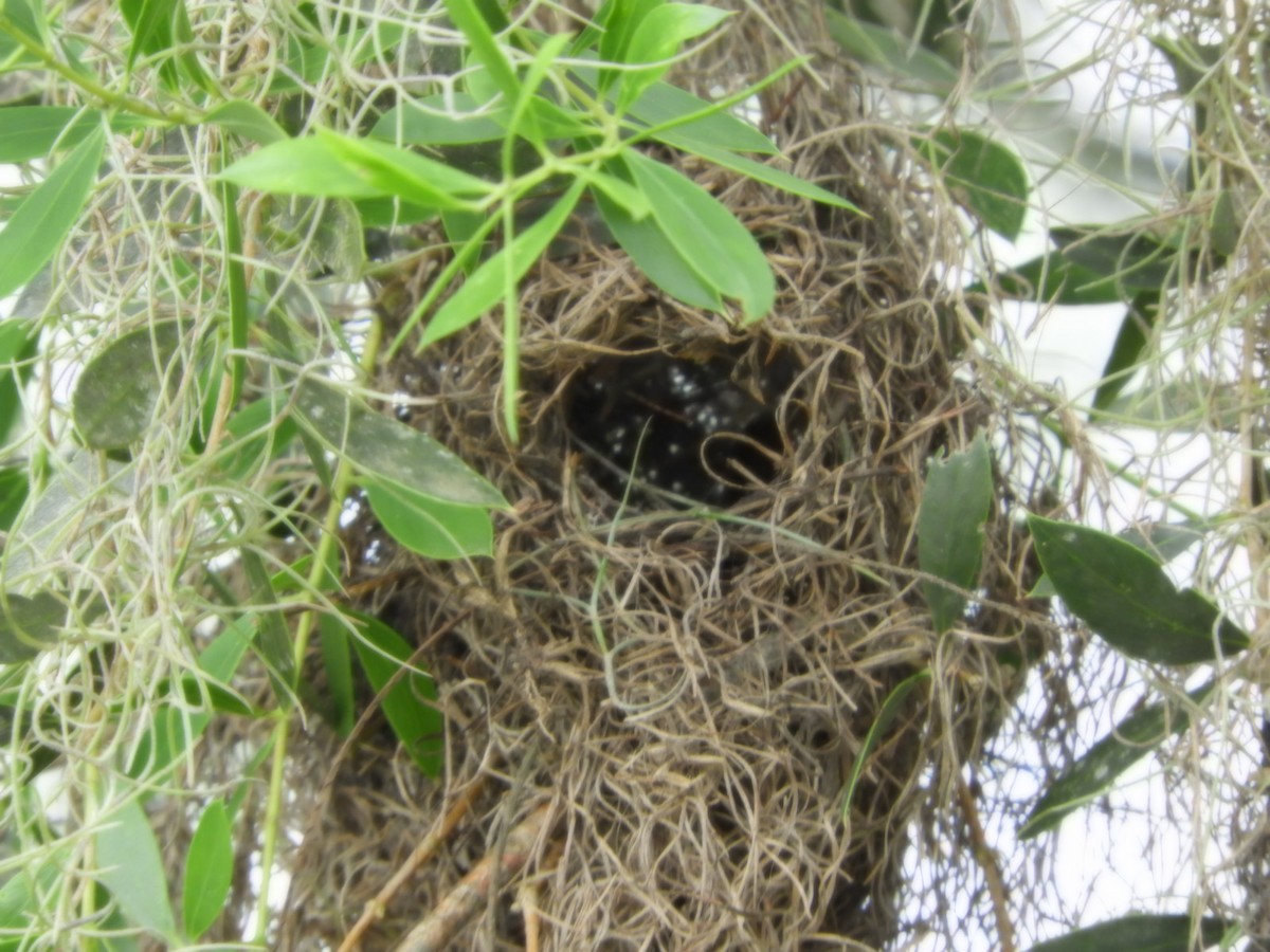 Southern Beardless-Tyrannulet - ML625119940