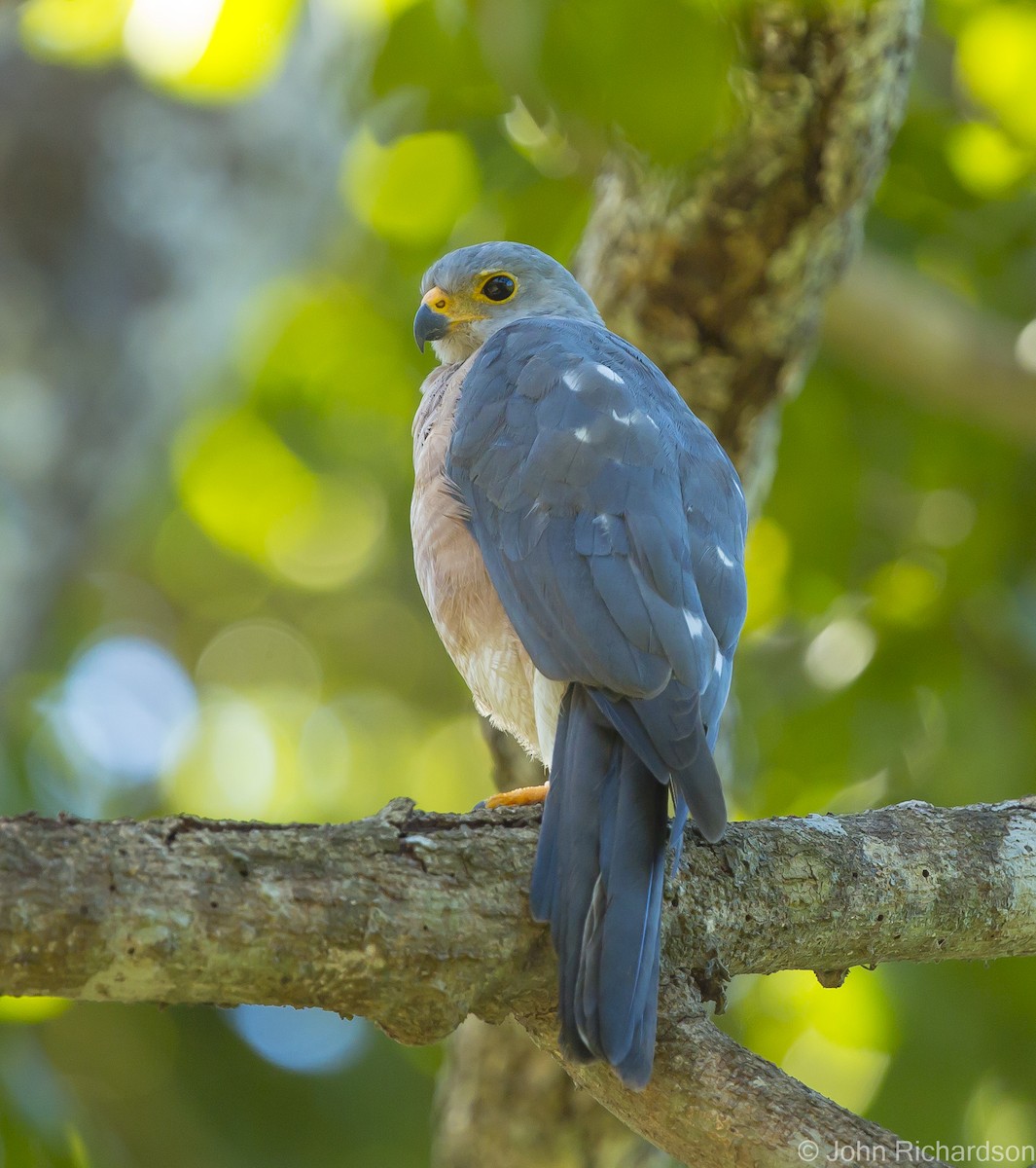 Variable Goshawk - ML625119967