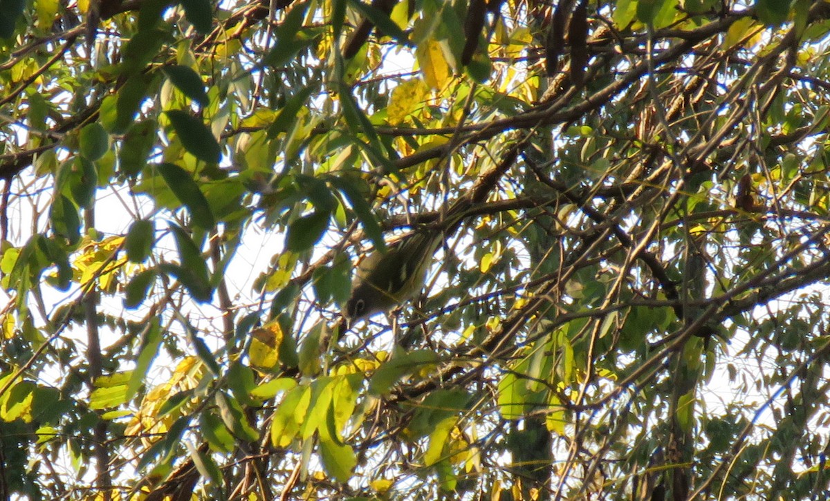 eremittvireo - ML625119972