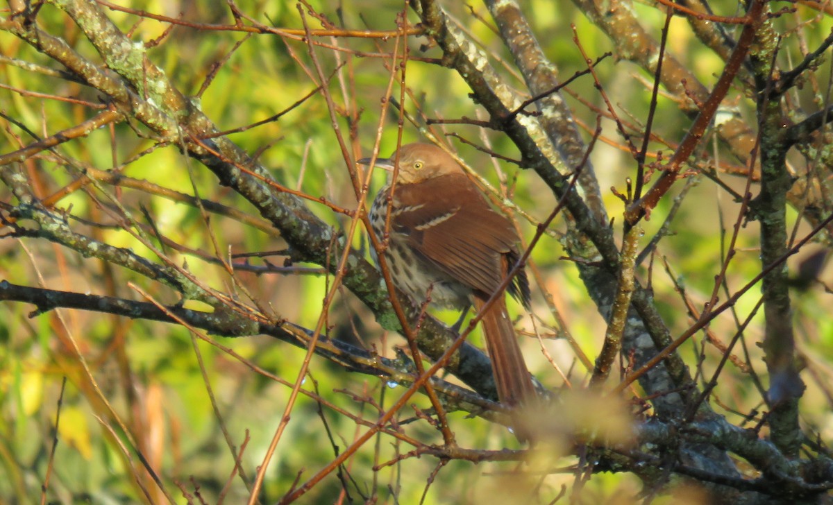 brunspottefugl - ML625119974