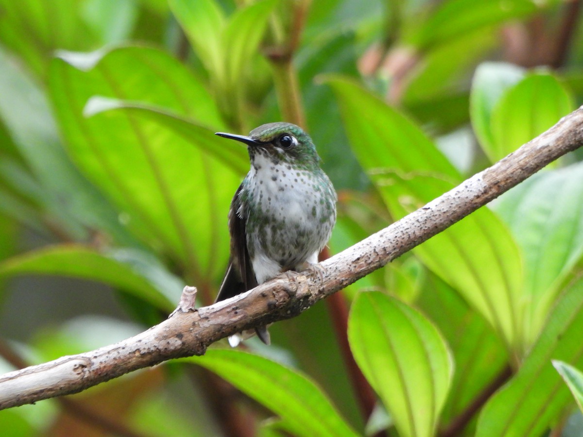 White-booted Racket-tail - ML625119977