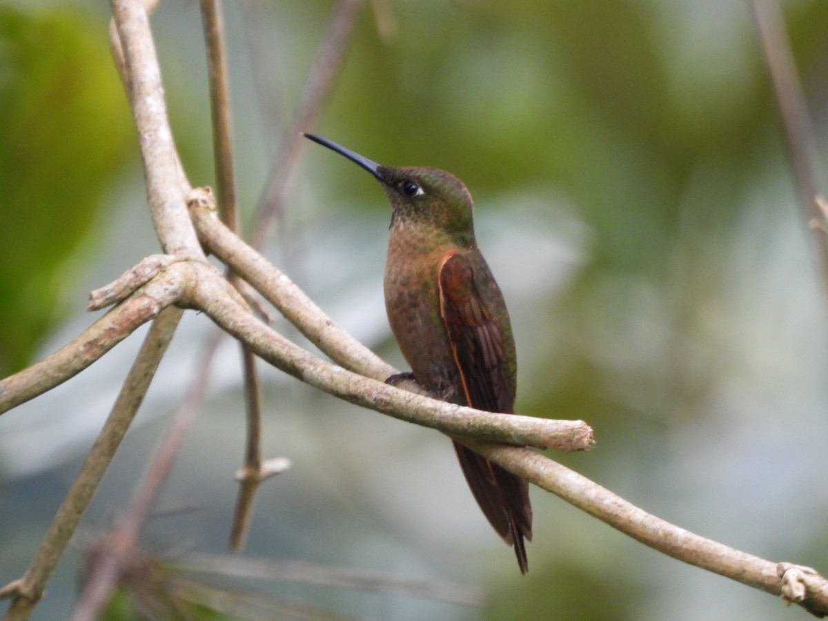 Fawn-breasted Brilliant - ML625119982