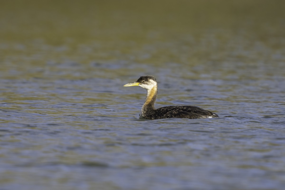 Red-necked Grebe - ML625120029