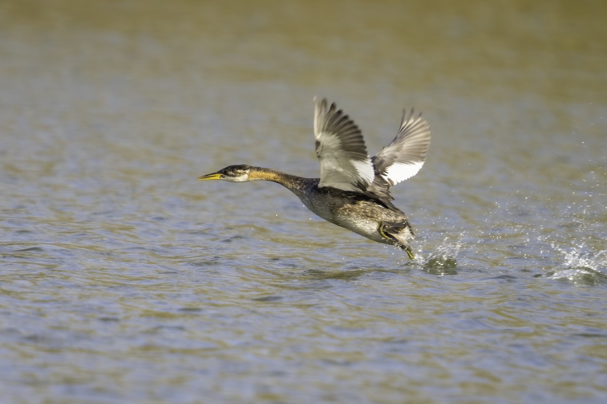 Red-necked Grebe - ML625120030