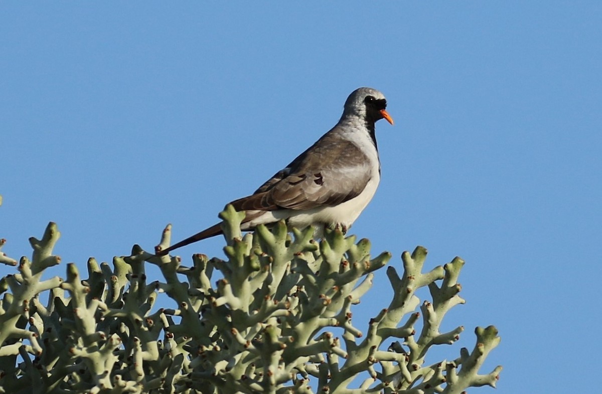 Namaqua Dove - ML625120106