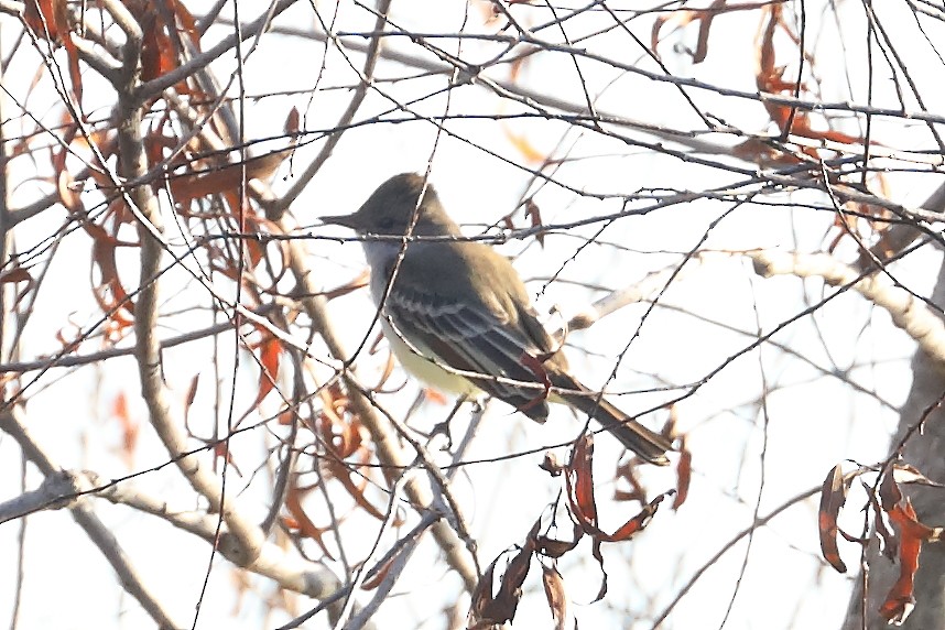 Ash-throated Flycatcher - ML625120183