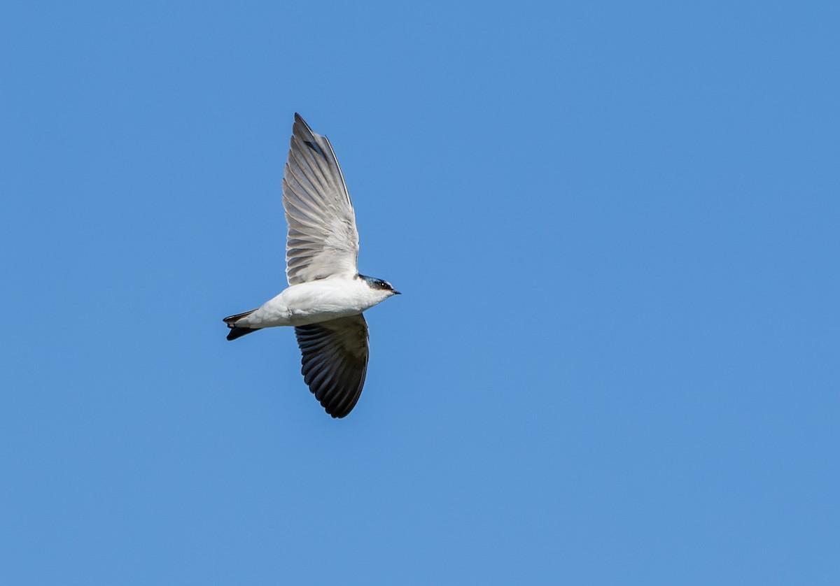 Golondrina Cejiblanca - ML625120306