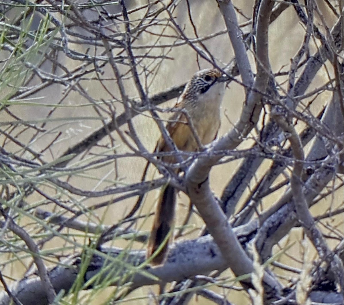 Sandhill Grasswren - ML625120320