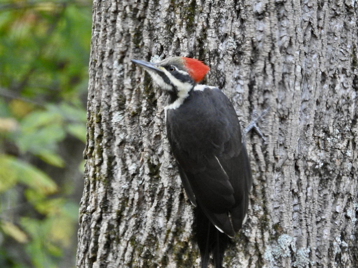 Pileated Woodpecker - ML625120397