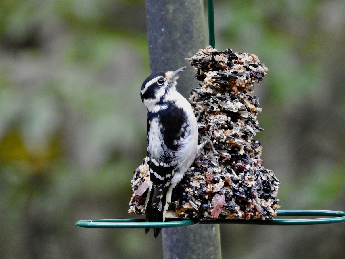 Hairy Woodpecker - ML625120405