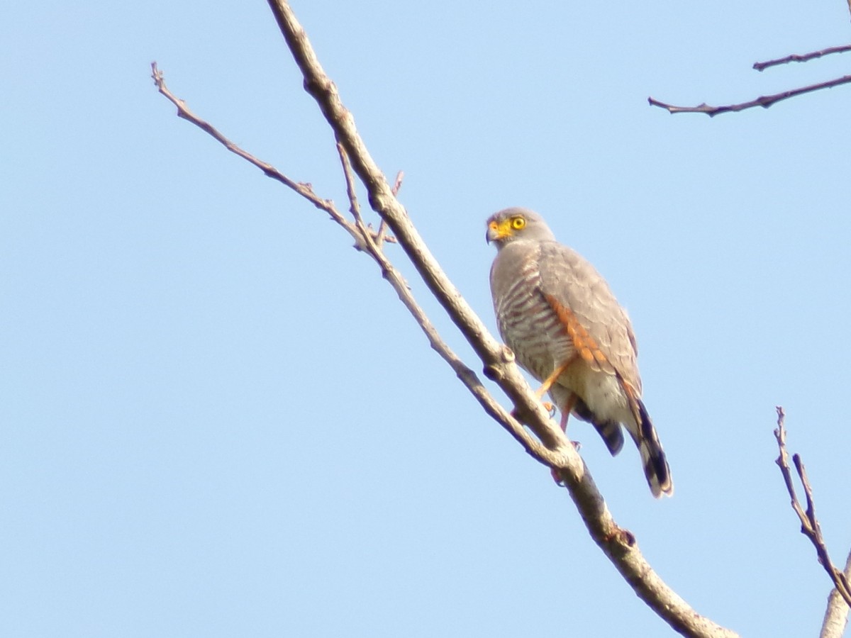 Roadside Hawk - ML625120417