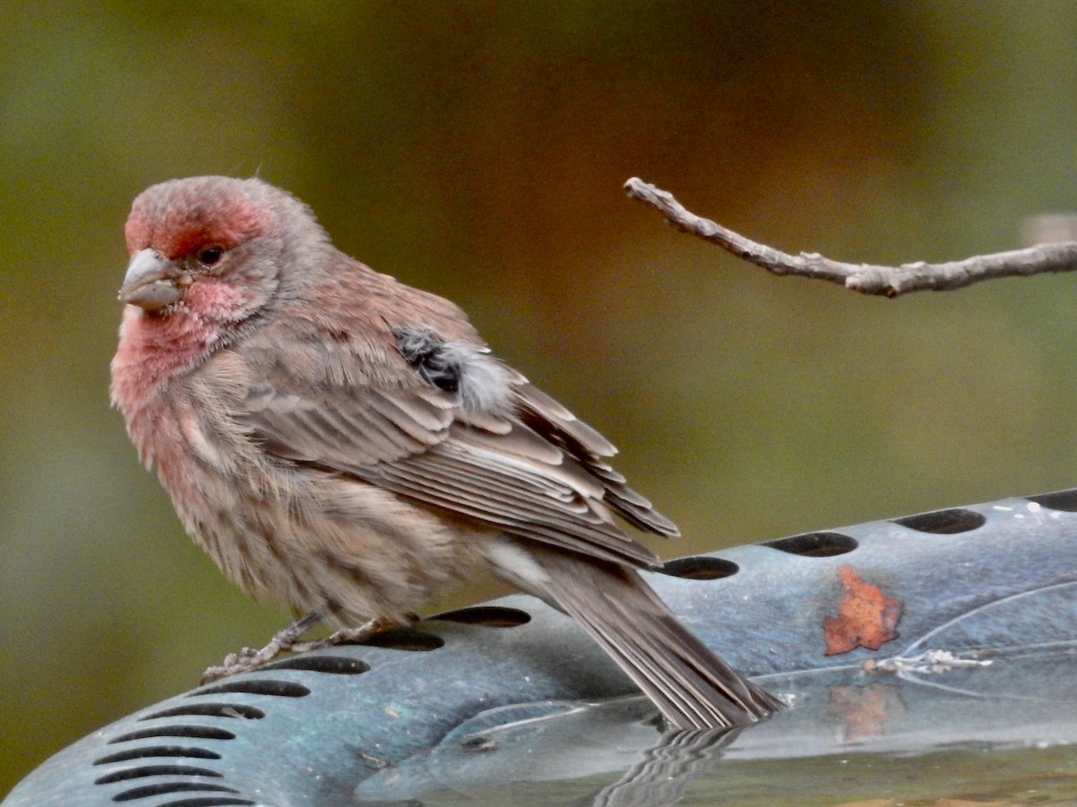 House Finch - ML625120428