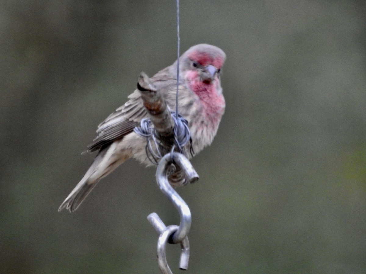 House Finch - ML625120429