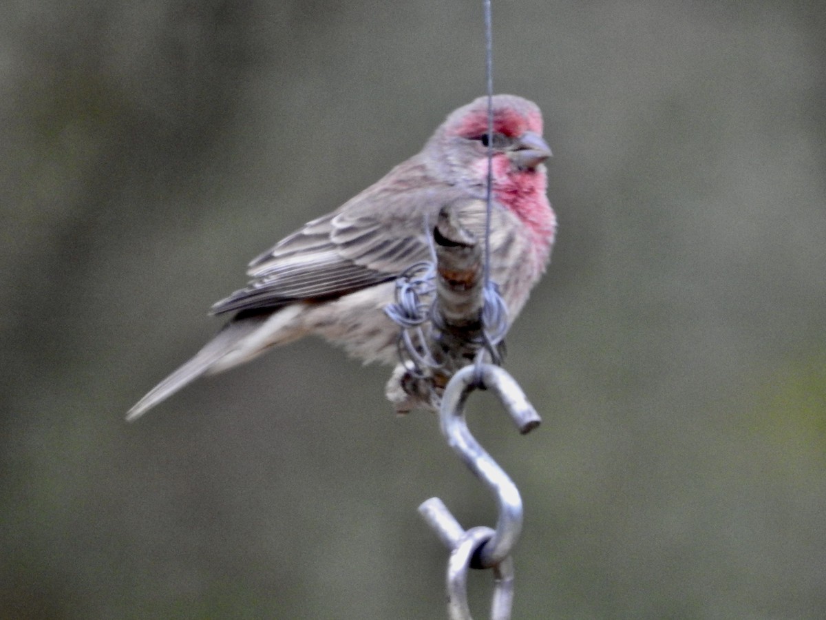 House Finch - ML625120430